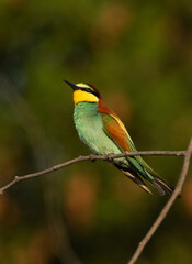 European bee-eater in the morning light, perched on a tree, Bahrain