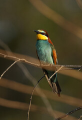 Closeup of a European bee-eater perched on a tree, Bahrain