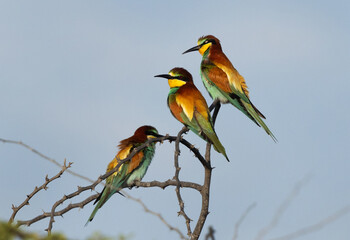 Closeup of European bee-eaters perched on acacia tree, Bahrain