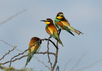 Beautiful European bee-eaters perched on acacia tree, Bahrain