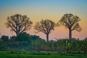 Fototapeten Baobab trees in Madagascar © FaiV007