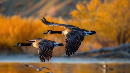 Two geese flying in perfect synchronization - obrazy, fototapety, plakaty