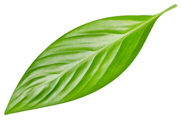 Tropic leaves. Exotic leaf isolate. Green leaf on white background with clipping path
