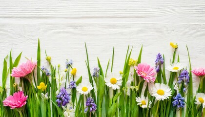 spring crocus flowers banner