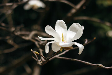 Blooming magnolia in macro