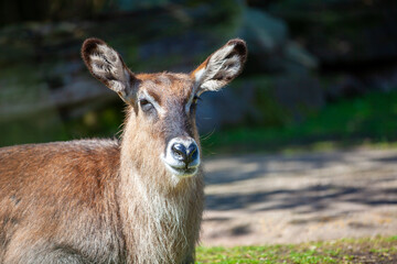 Ein Ellipsen Wasserbock eine Antilopenart