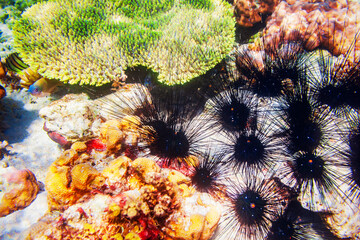 Underwater coral reef, sea urchin landscape