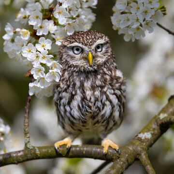 Common Owl on a flowering tree. Athene noctua. The Czech republic.
