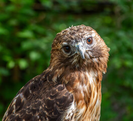 Close up of red-tailed hawk