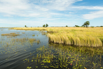 Reedbeds and waterways in the Okavango Delta, Botswana