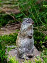 Franklin's ground squirrel standing up