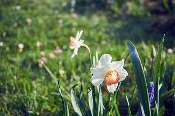  żonkil,Narcissus jonquilla L.