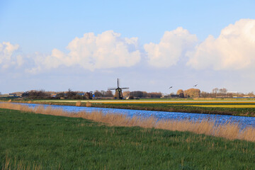 Landscape in the Netherlands with drainage canal, blooming tulip fields and windmill near Alkmaar