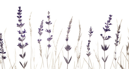PNG  Real pressed lavender flowers backgrounds plant herb