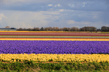 blooming hyacinth and flower fields in Front of an Rainbow in the Netherlands near Alkmaar,