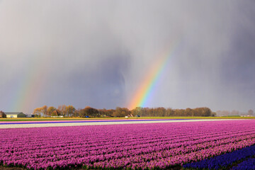 blooming tulip and flower fields in Front of an Rainbow in the Netherlands near Alkmaar,