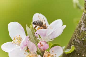 Bee on apple blossom. Green natural background.	