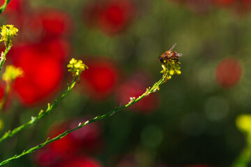 Bee on Wildflower Against Red Blooms