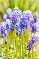 Muscari flower close-up. Bright natural green background. - 787401715
