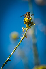 Hoverfly Perched on Blossom