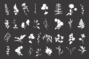 Tropical Floral Silhouettes Set Hand Drawn Plants