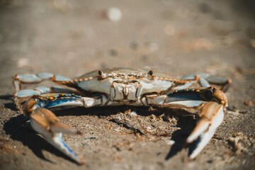 Crab on the sand
