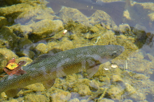 Regenbogenforelle,  Oncorhynchus mykiss