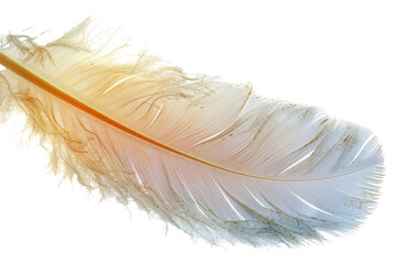 Delicate white feather with fine detail isolated on transparent background