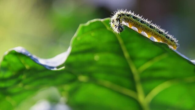 Worm caterpillar crawling on green leaves in the forest