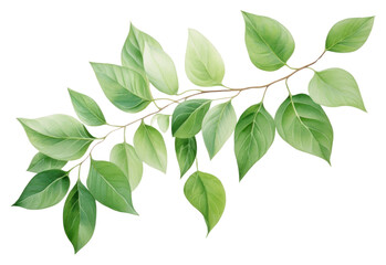 Fototapeta premium PNG Green leaves green plant leaf