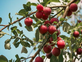 A close-up shot of ripe plums on a tree branch under the clear blue sky, surrounded by vibrant green foliage; an excellent choice for marketing fresh fruits or organic farming practices.