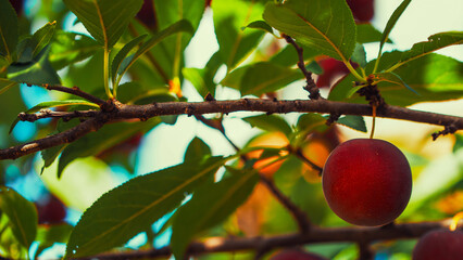 Close-up of a red plum hanging from a branch with lush green leaves, illustrating agricultural abundance and the beauty of freshly grown produce.