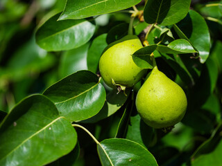 A detailed view of pears growing naturally amidst foliage; apt for content related to sustainable agriculture, gardening tips or plant biology.