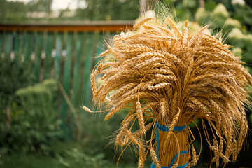 Ripe wheatsheaf bundle highlighted against lush green backdrop ideal for farm-themed content.