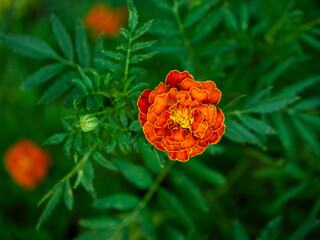 A vibrant marigold flower with rich orange and red petals blooms amidst a backdrop of soft-focus green foliage, showcasing nature’s beauty and contrast.