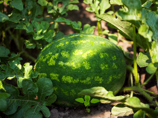 This image showcases a watermelon nestled in its natural environment, surrounded by vibrant foliage; perfect for themes of organic farming or summer freshness.