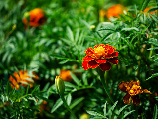 Garden Marigolds: Bright orange marigolds with lush green leaves in a garden. Uses: Gardening content, plant catalogs, educational materials.
