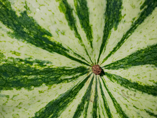 A detailed view of a watermelon showing its textured green and white skin and central stem, illustrating organic freshness; ideal for food, nutrition, and summer-themed content.