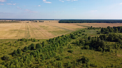Small green grove, aerial view. Trees in a young forest, landscape.