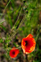 Two bright red poppies stand out amid greenery.