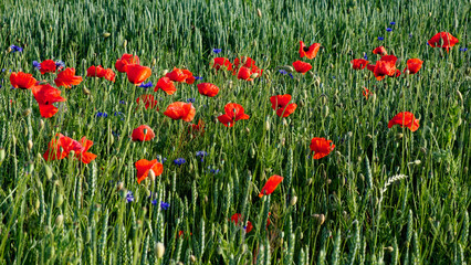 A field of green grass with scattered bright red poppies and small blue flowers.