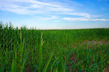 Cornfield landscape with a partly cloudy sky.