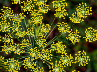 Dark background highlighting the vibrant yellow and green plant details.