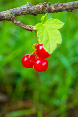 A close-up of glossy red berries amidst green leaves on a bush.