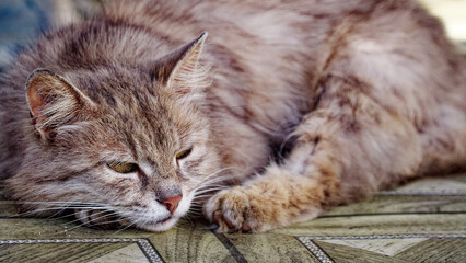 The image captures a moment of tranquility with the sleeping cat.