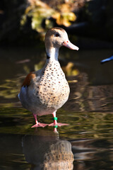 Rotschulterente,  Callonetta leucophrys