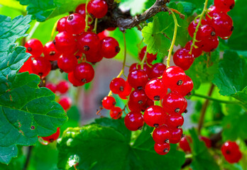 Bright red currants with translucent skin showcase their freshness and ripeness amidst green foliage.