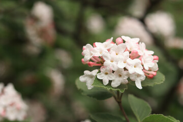 Viburnum carlesii. Viburnum bush with small pink and white flowers. Snowball viburnum flowers, close-up with selective focus. Korean spicy viburnum