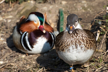 Mandarinente,  Aix galericulata