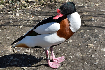 Brandgans, Tadorna tadorna